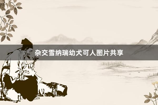 杂交雪纳瑞幼犬可人图片共享